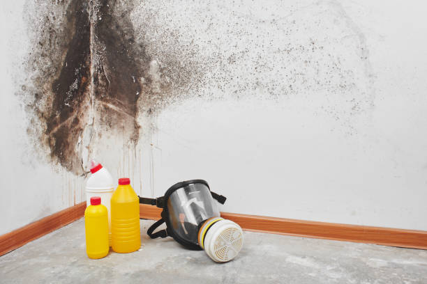 Best Black Mold Remediation in Benton, AR