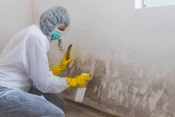 Best Black Mold Remediation in Benton, AR