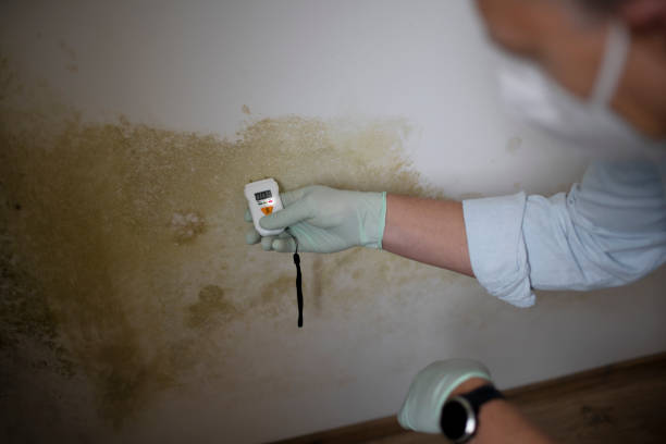 Professional Mold Remediation in Benton, AR