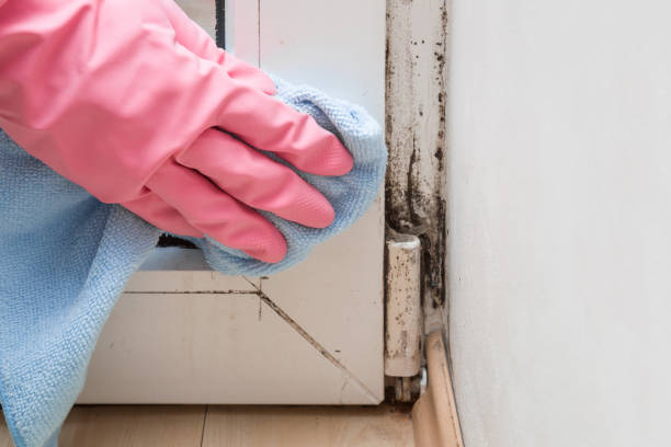 Best Industrial Mold Remediation in Benton, AR