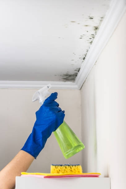 Best Basement Mold Remediation in Benton, AR